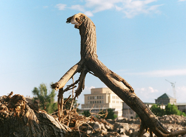 © Artak Margaryan - ветказавр в городе