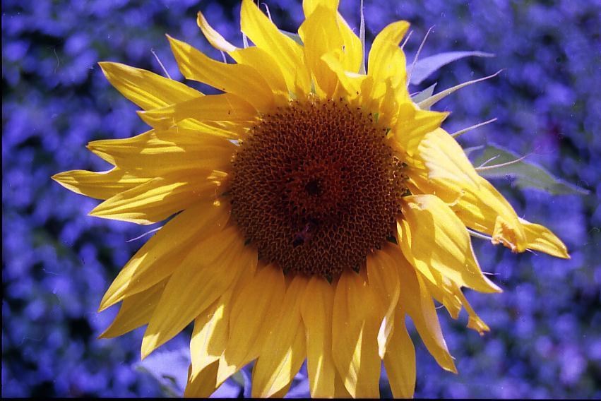 © Mushegh Yekmalyan - sunflower in my dacha