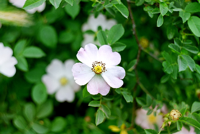 © Artak Margaryan - flowers***1