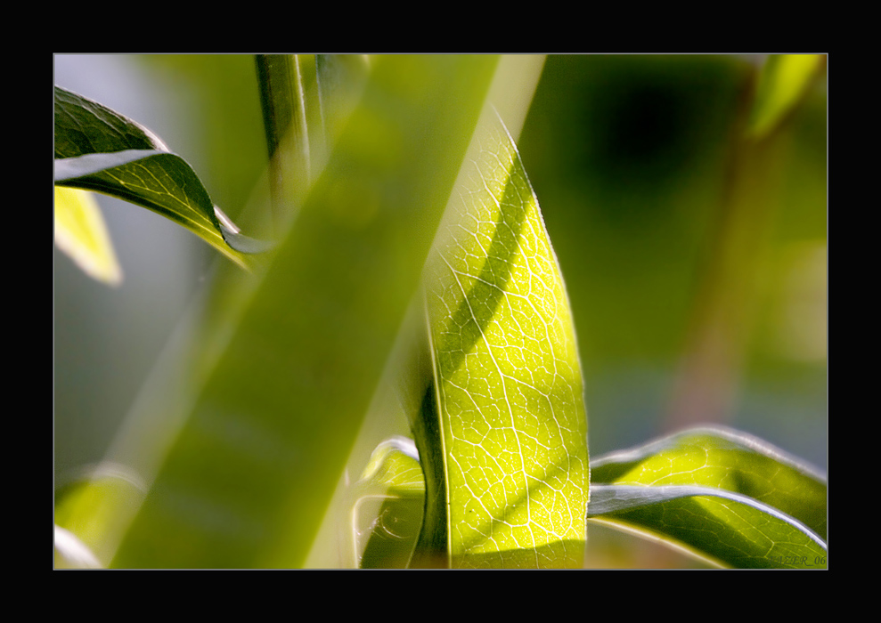 © FAZER - Like a Diving in the Green Green Grass