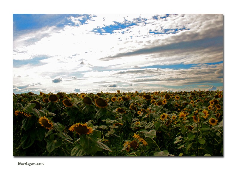 © Michael Bartikyan - Fields of Gold