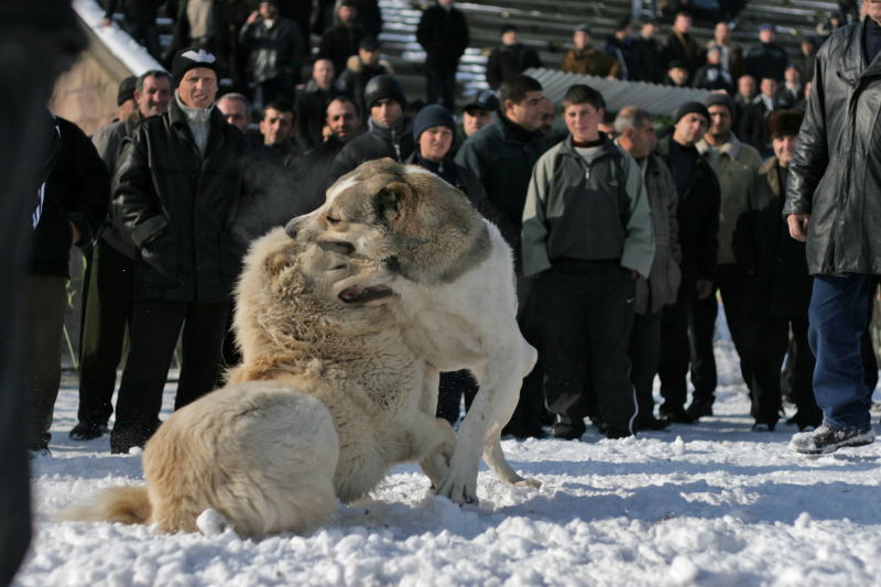 © Anahit Hayrapetyan - Shnamart