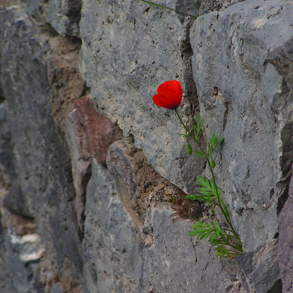 © Hovhannes Hovhannisyan - ...Կակաչ...