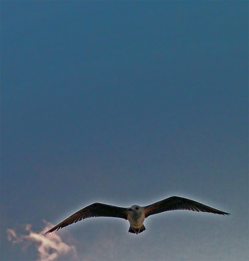 © Gevorg Harutunian - Ararat!