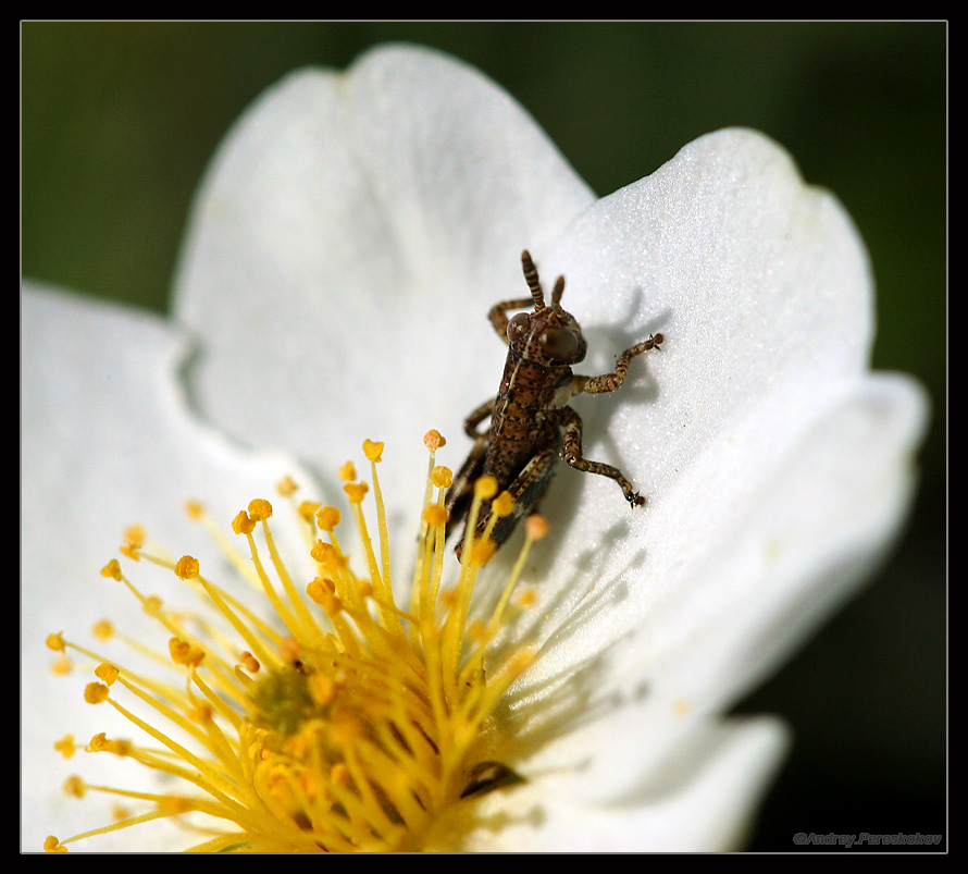 © Андрей Перескоков - Small Grasshopper