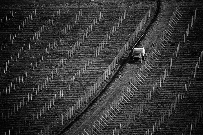 © Suren Manvelyan - Vineyard