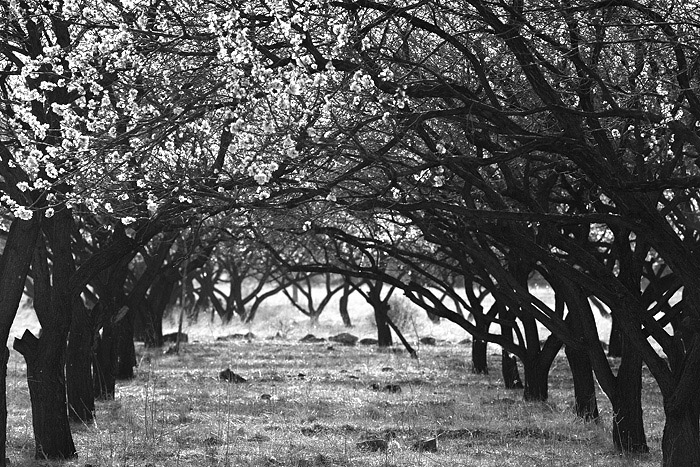 © Suren Manvelyan - Apricot garden