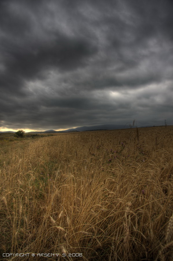 © Spotless - Silver and Gold:The Sky and the field