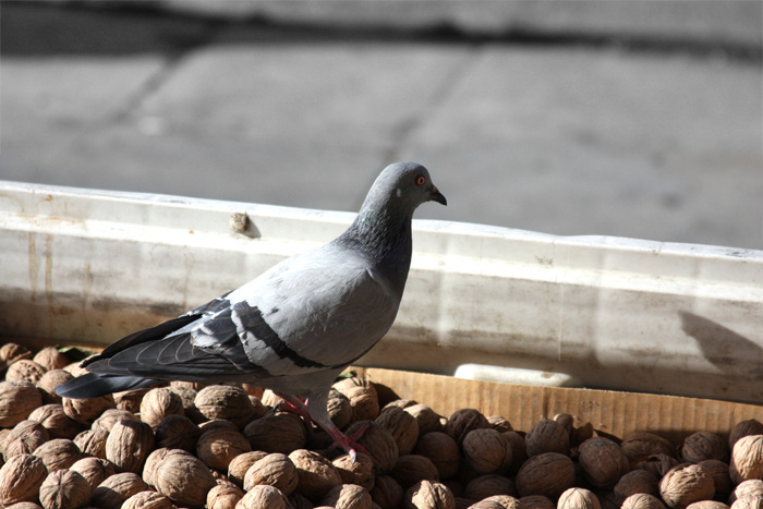 © Hovak Alaverdyan - wallnut bird