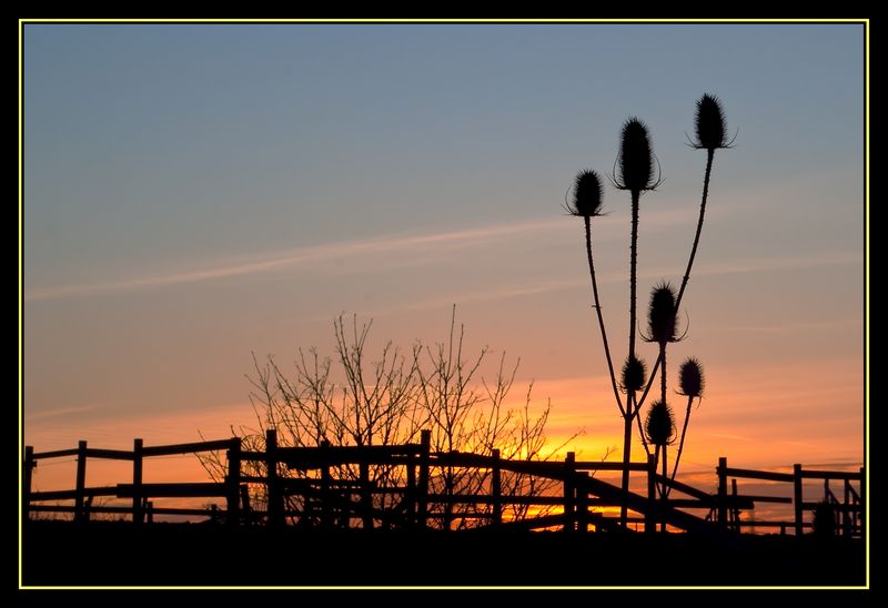 © brian riley - teazle at sunset