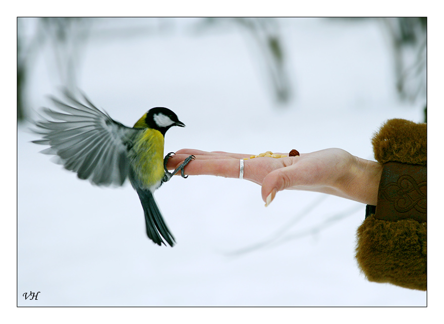 © Vigen Hakhverdyan - Мягкая посадка