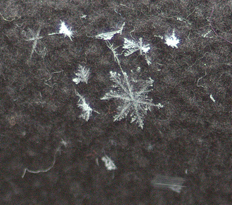 © Kelli Lauck - Snowflakes 2