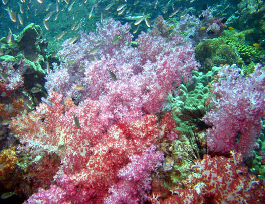 © Aram Simonyan - Red Sea