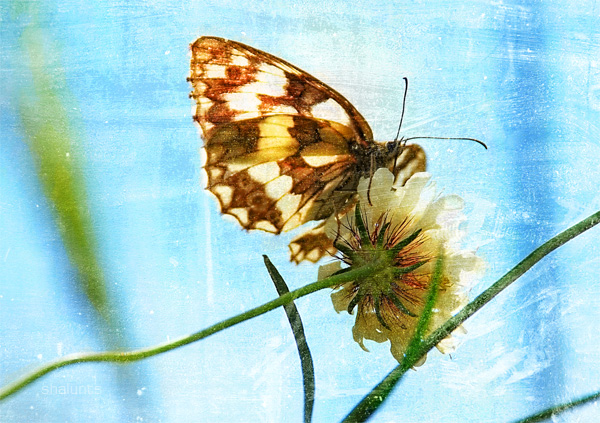 © Hayk Shalunts - Butterfly on blue.