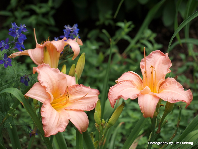 © Jim Luhning - Hemerocallis (pronounced /ˌhɛmɨroʊˈkælɪs/)