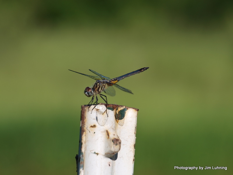 © Jim Luhning - Dragonfly At the Medicine Wheel