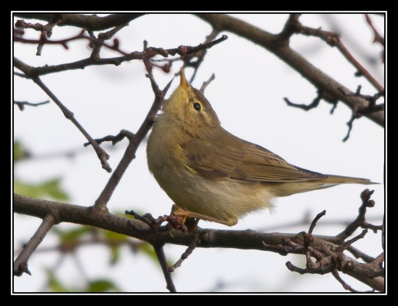 © brian riley - willow warbler