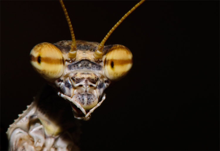 © Hayk Shalunts - Bolivaria brachyptera.