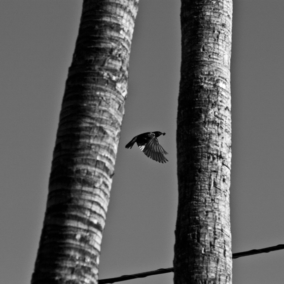 © Armen Arakelyan - The Swing