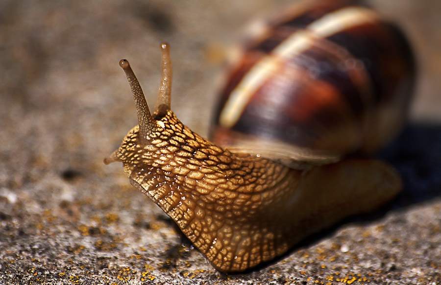 © Levan Gokadze - Snail