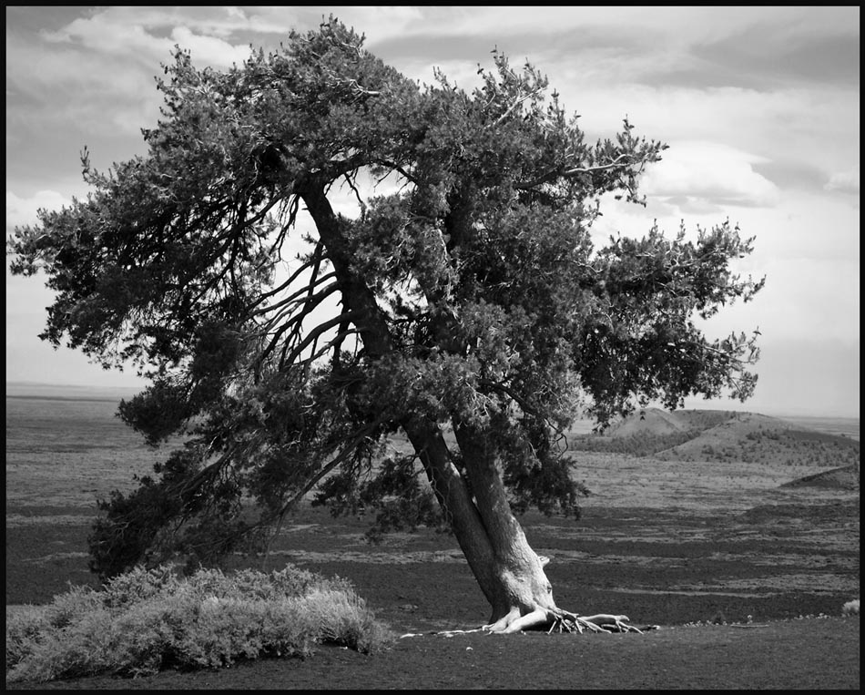 © Heidi Cook - Tilting Tree