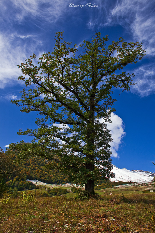 © Tigran Biface Lorsabyan - Дерево жизньи