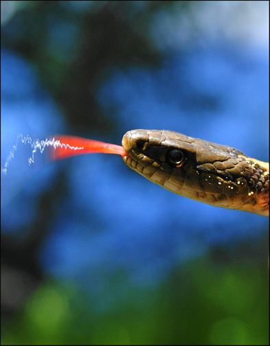 © Heidi Cook - Garter Snake