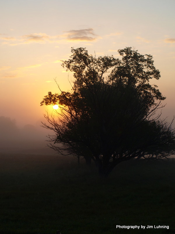 © Jim Luhning - Good Morning Tree