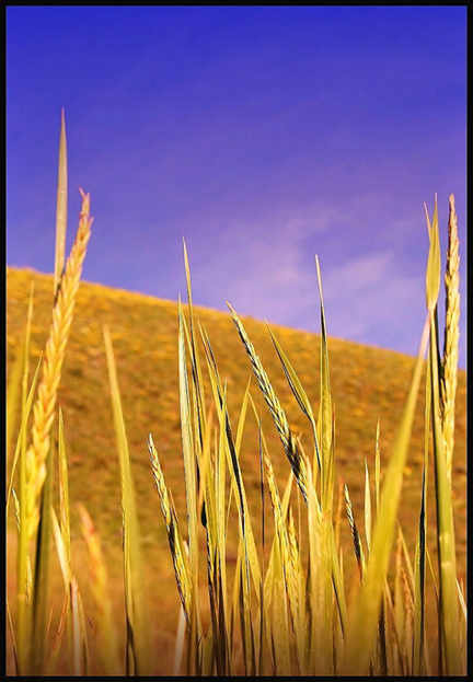 © Heidi Cook - Wheat Grass