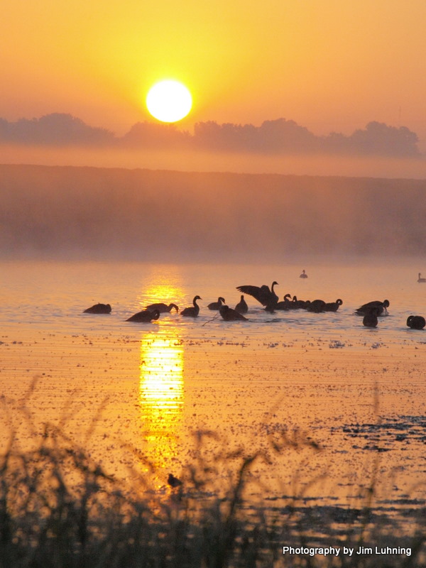 © Jim Luhning - Canada Geese @ Sunrise