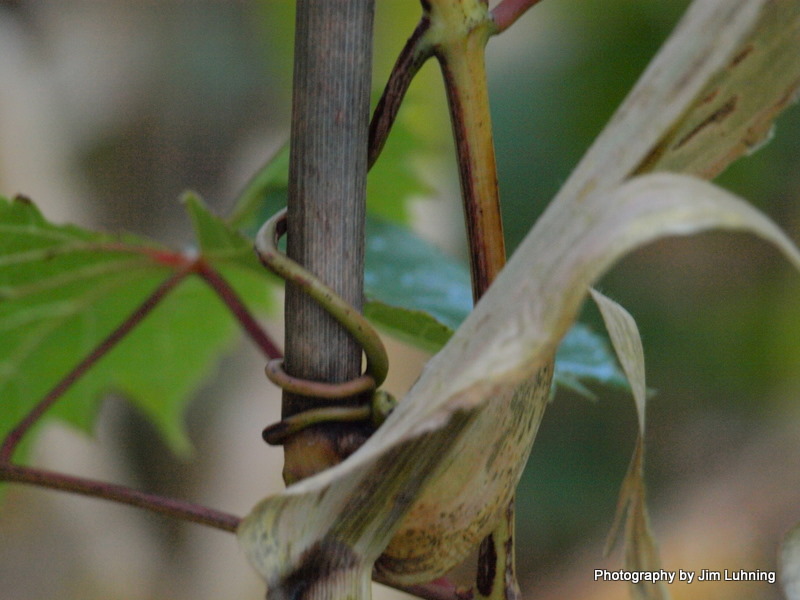 © Jim Luhning - Clinging Vine!