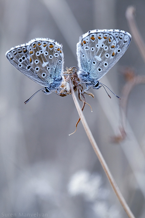 © Suren Manvelyan - Rest together