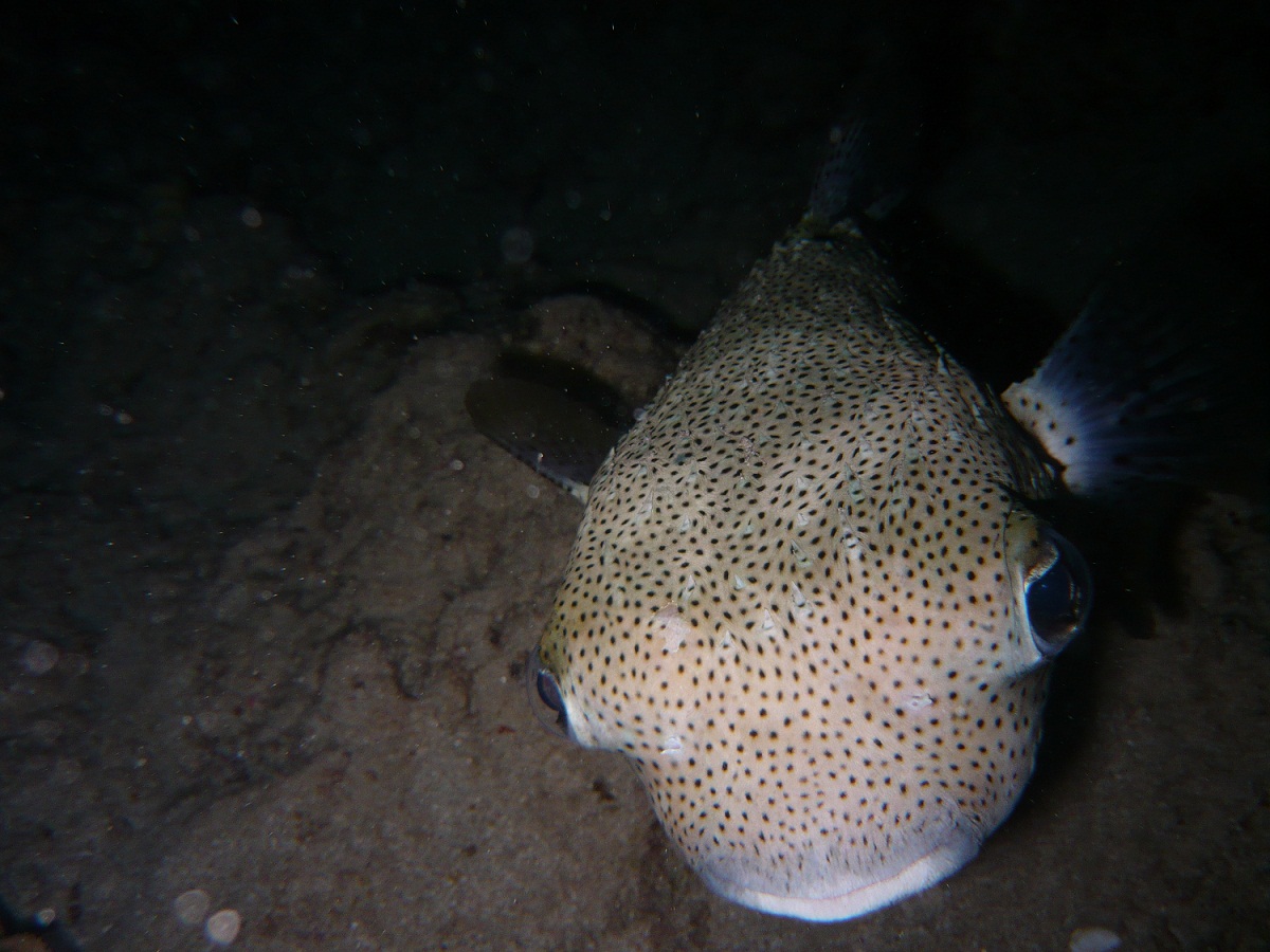 © black3000psi - porcupine puffer fish