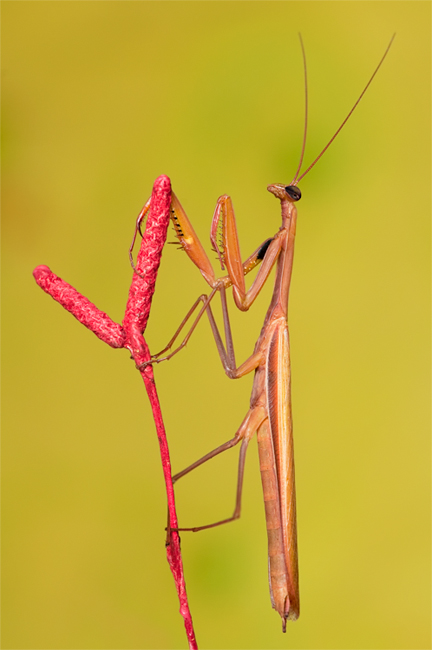 © Hayk Shalunts - Mantis religiosa.