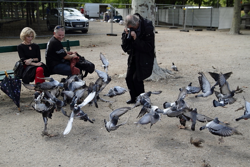 © Pierre M - Birds in Paris