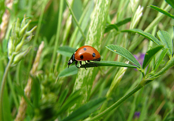 © Arevik Hambardzumyan - Ladybird