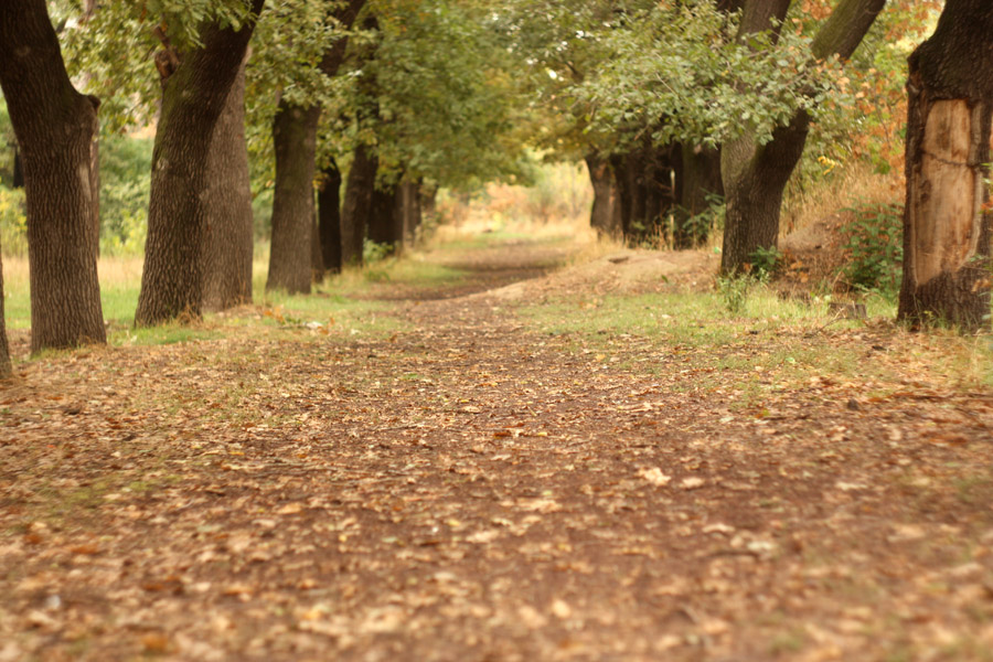 © Vagharsh Ghahramanyan - forest