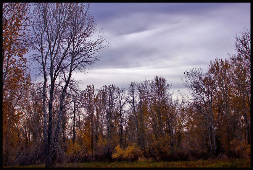 © Heidi Cook - Trees