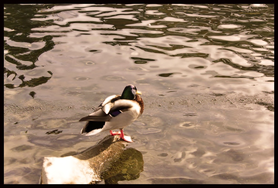 © Heidi Cook - Lone Duck