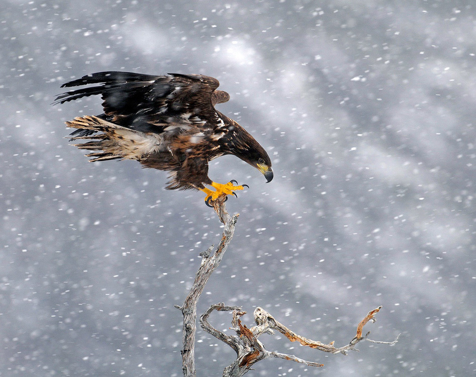 © Harry Eggens - Balance Act