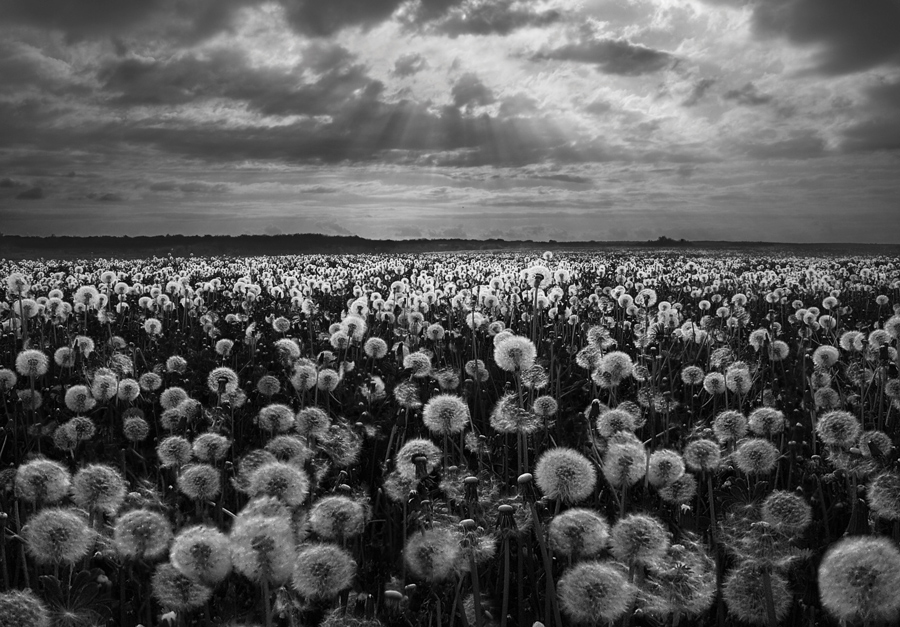 © Lilia Rasnovskaya - dandelion's day