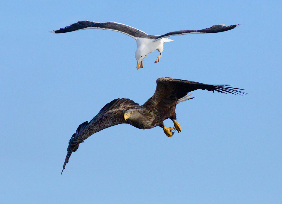 © Harry Eggens - Attack of the Clone