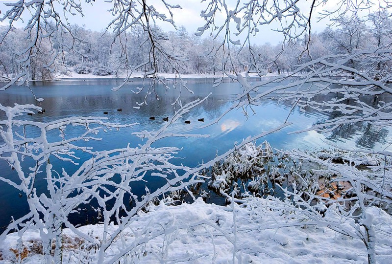 © Роман Носков - Сквозь ветви