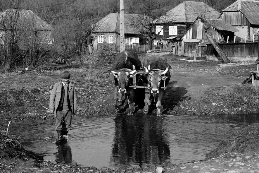 © moldovan marin - car cu boi