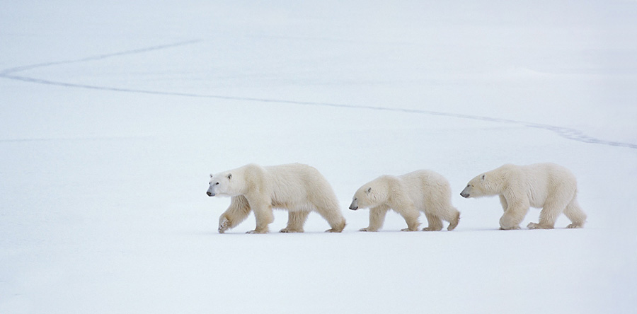 © Harry Eggens - In Line