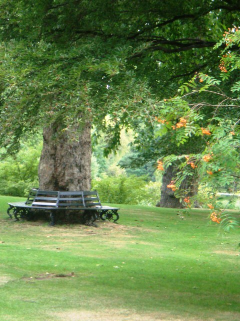 © Gayaneh Hovhannisyan - THE TREE AND THE BENCH