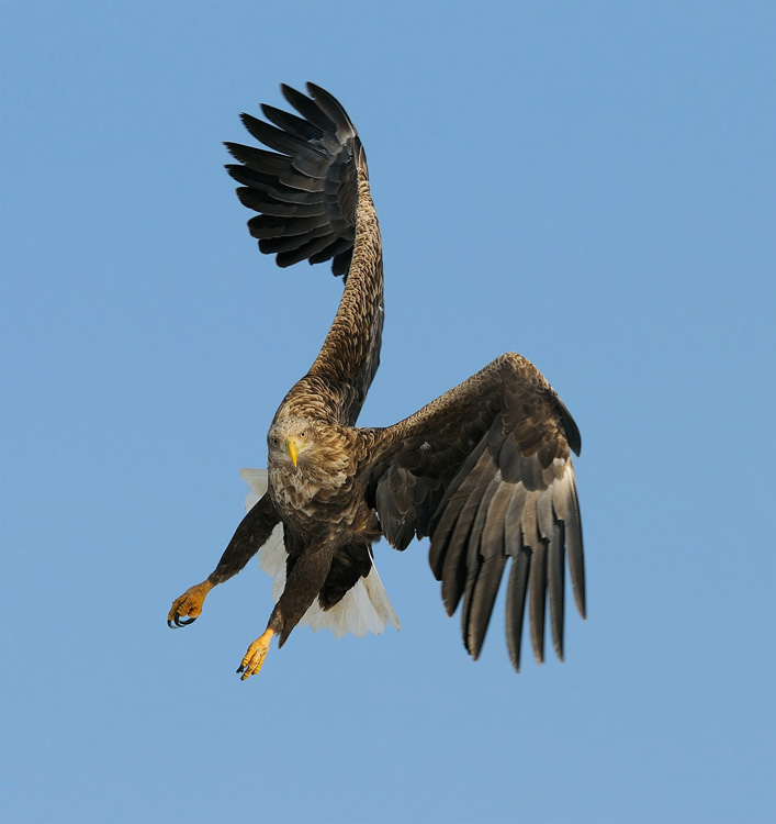 © Harry Eggens - Ready to Attack