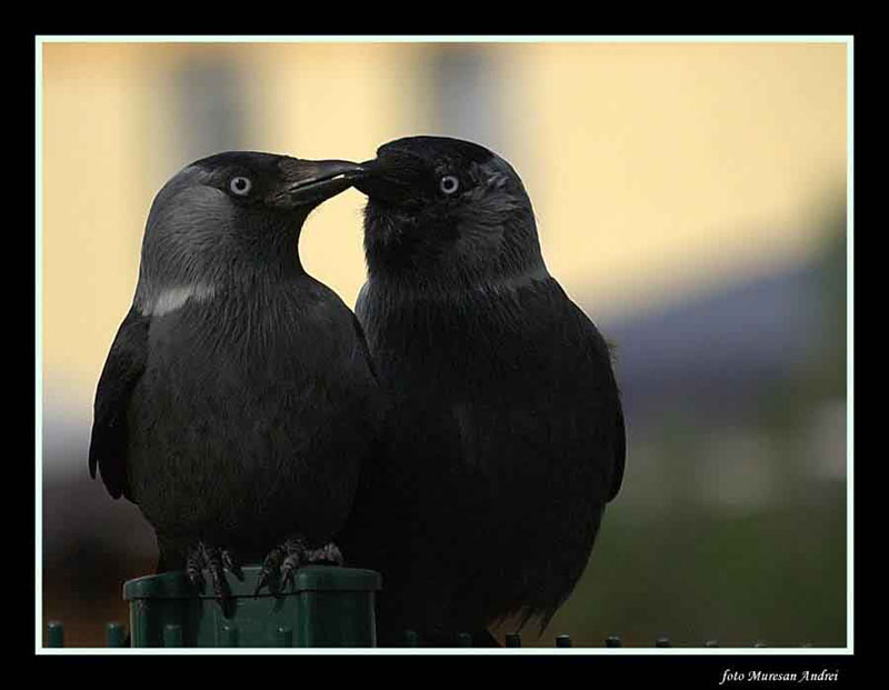 © muresan andrei - wild kiss