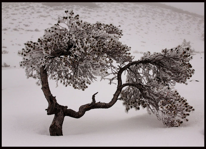 © Heidi Cook - Misty Tree