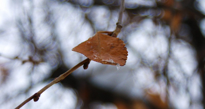 © David Petrosyan - automn or winter?